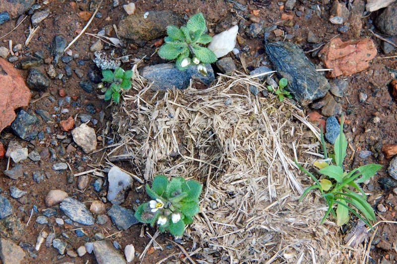 Erophila verna subsp. spathulata